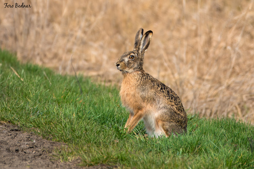 Lepus europaeus