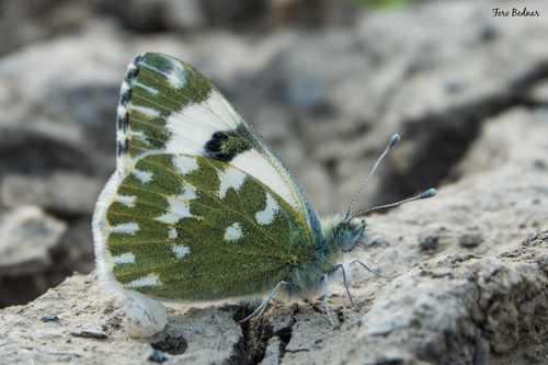 Pontia edusa