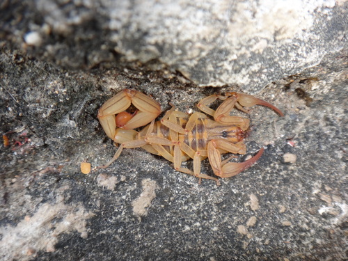 Jalisco Coast Scorpion