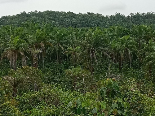 African oil palm