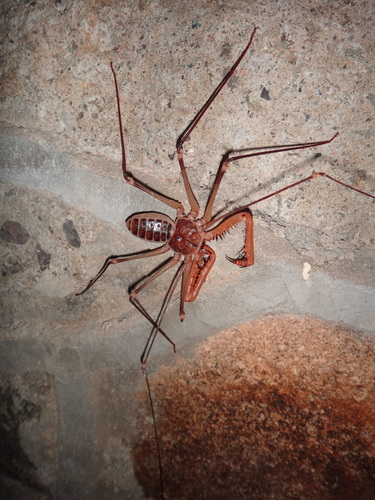 Acanthophrynus coronatus