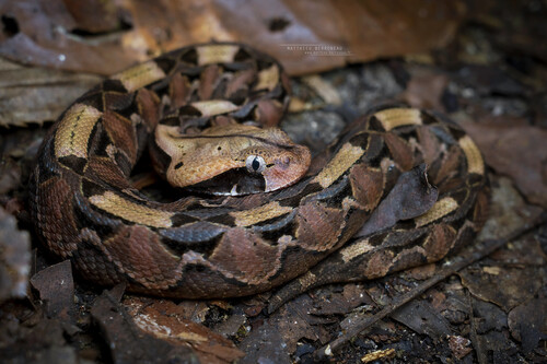 Gaboon Viper