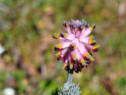 Spiked Fumitory