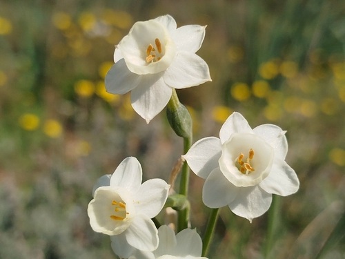 Narcissus dubius