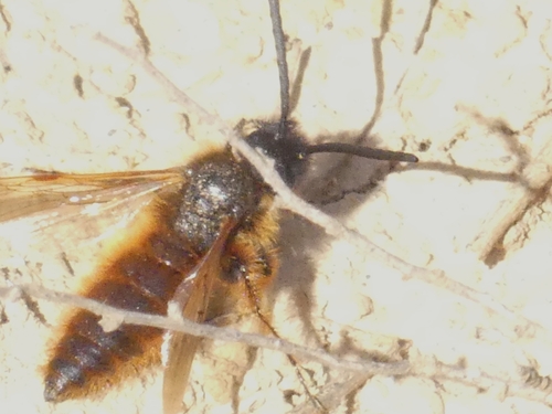 Dasyscolia ciliata