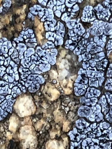 hoary cobblestone lichen