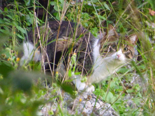 Avistamiento Gato montés (Sierra Nevada)