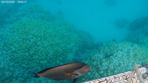 Acanthurus sohal