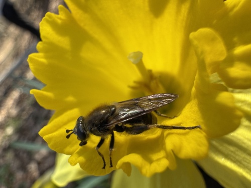 Unknown species found near Clendenin Walking Trail, Clendenin, WV, US