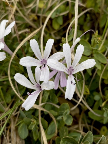 Dolomite Bushviolet (Barleria dolomiticola)