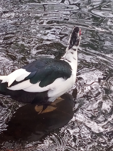 Domestic Muscovy Duck