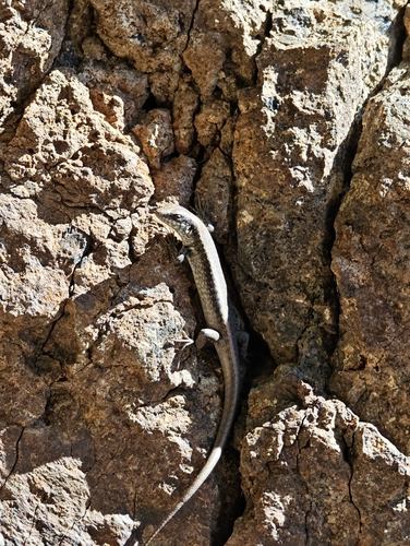 Fogo Island Skink