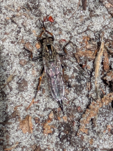 Unknown species found near DeLand, FL 32720, USA