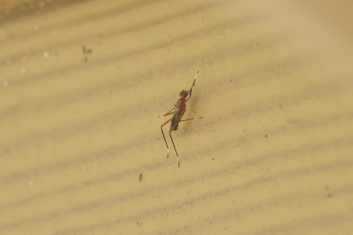 Unknown species found near Oviedo, FL, USA