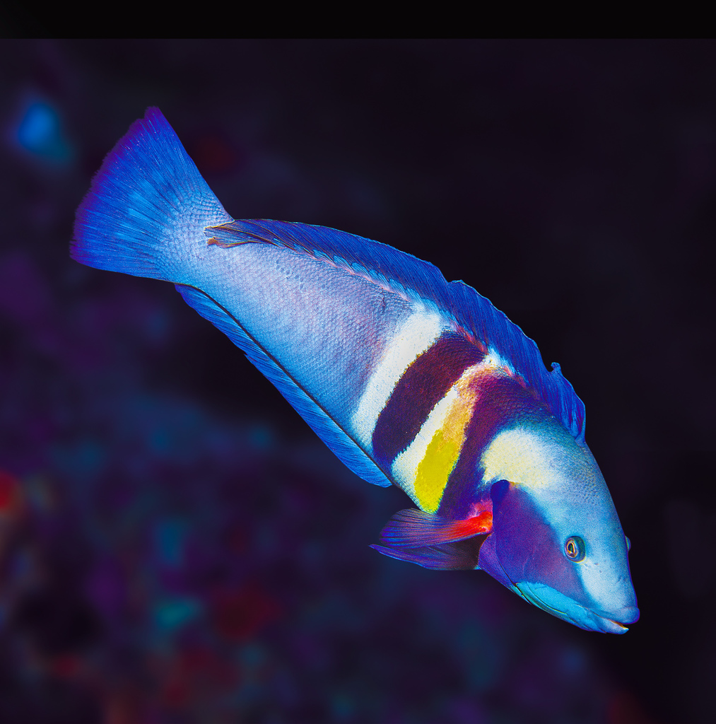 Eastern King Wrasse (Coris sandeyeri) · iNaturalist