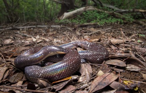 Mexican Burrowing Python