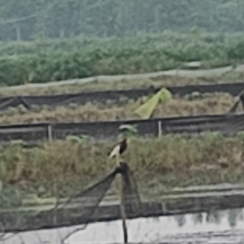 Chinese Pond-Heron