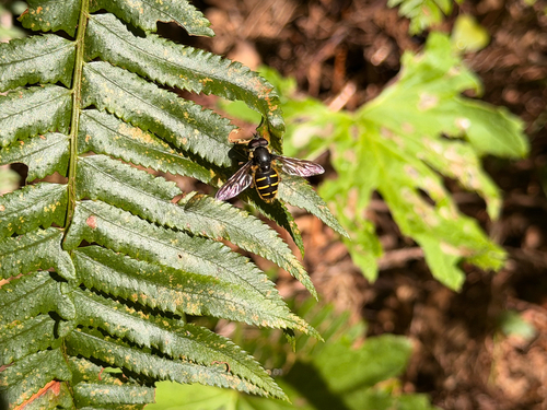 Unknown species found near Headwaters Forest Ecological Reserve, Humboldt County, US-CA, US