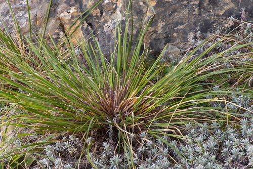 Chionochloa vireta