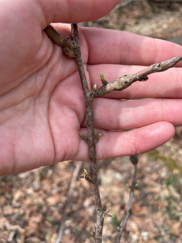 Unknown species found near Brighton, MO, US