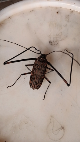 Harlequin Beetle