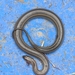 Asian Mud Snakes - Photo (c) NOORADINAN NOORDIN, all rights reserved, uploaded by NOORADINAN NOORDIN