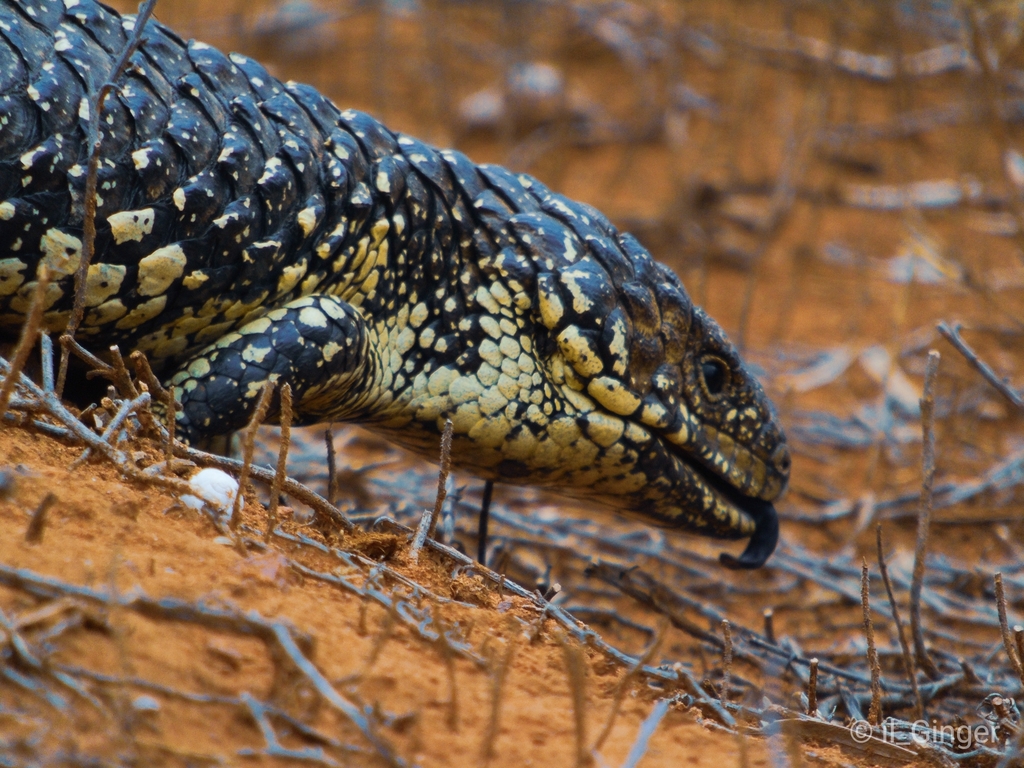 Shingleback Lizard from Gawler Ranges National Park on March 05, 2020