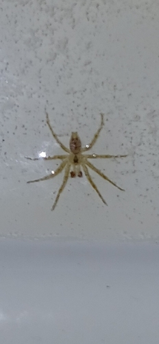 Wall Spider