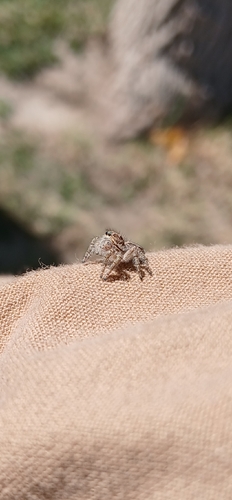 Megafreya sutrix