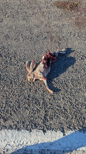 Antelope Jackrabbit observed by nichole-palacio