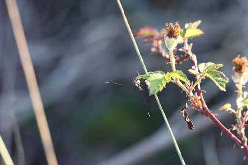 Unknown species found near Deer Park, TX, USA