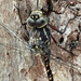 Swamp Darner - Photo (c) haggis85, all rights reserved