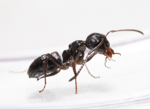 Camponotus scissusCamponotus scissus