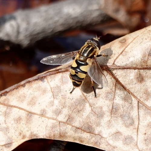 Unknown species found near Centre County, PA, USA