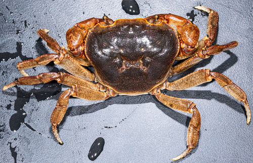Longpotamon linhuaense