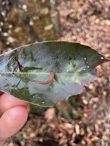 brown leech