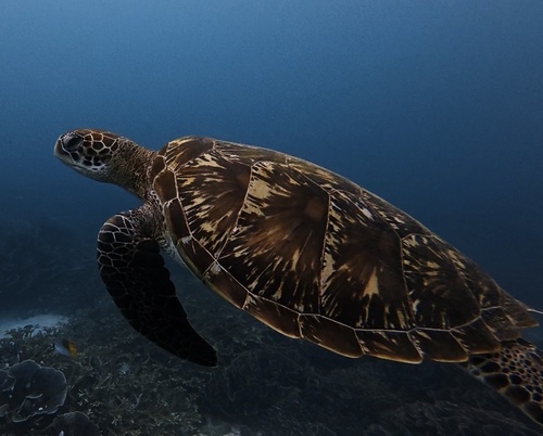 Chelonia mydas
