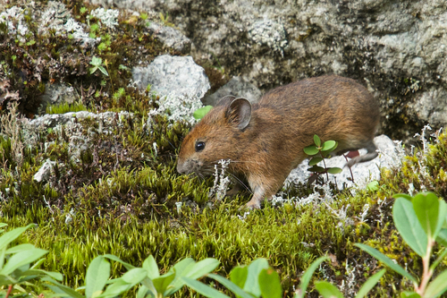 Forrest's Pika (Ochotona forresti) — Least Concern Mammalia