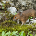 Forrest's Pika - Photo (c) HUANG QIN, all rights reserved, uploaded by HUANG QIN