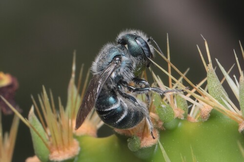 Osmia subfasciata