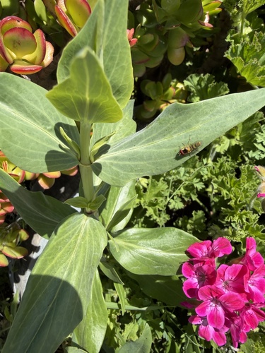Unknown species found near Capistrano Rd, Half Moon Bay, CA, US