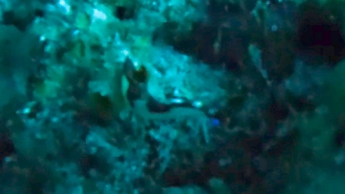 Nembrotha chamberlaini