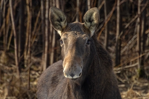 Moose