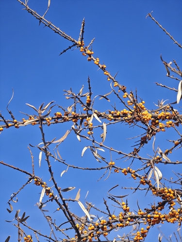 Sea-buckthorn