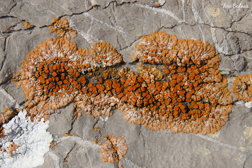 Calogaya pusilla