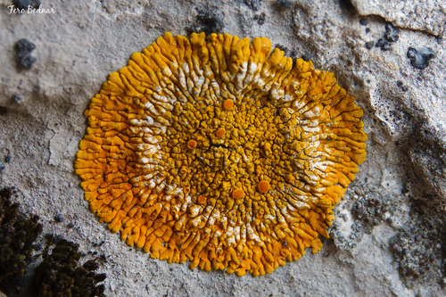 Variospora flavescens