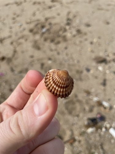 Acanthocardia tuberculata