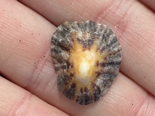 Patella depressa