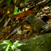 Annam Limestone Babbler - Photo (c) HUANG QIN, all rights reserved, uploaded by HUANG QIN