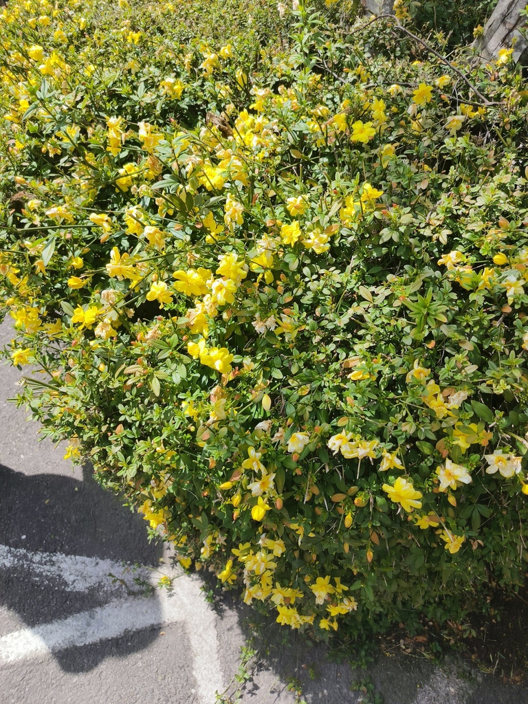 Primrose Rtc Primrose jasmine from P.O.Box # 1122, Ngabiphu, Thimphu, Thimphu ...